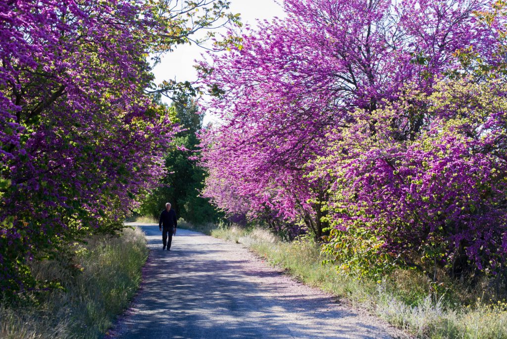 M4 ©Gregorio Egea Jimenez – Murcia Greenway - SPAIN